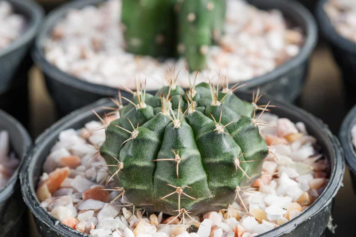 Pincushion Cactus