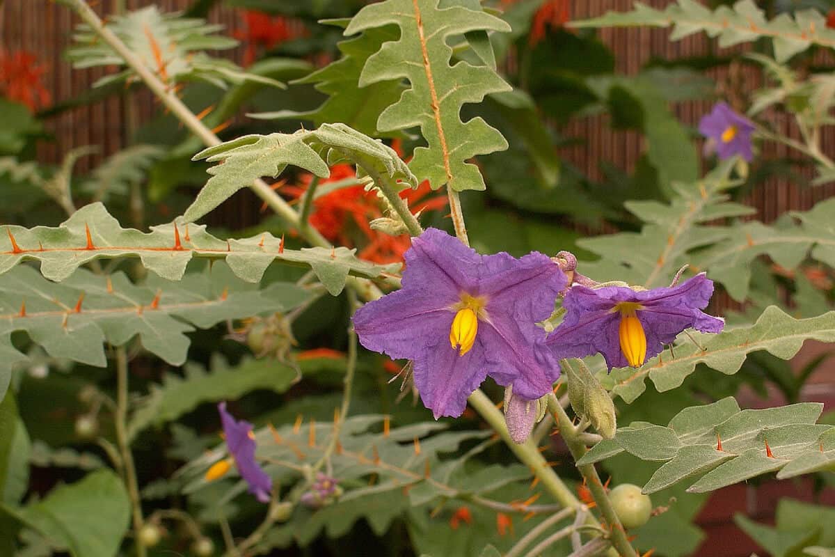 Porcupine Tomato