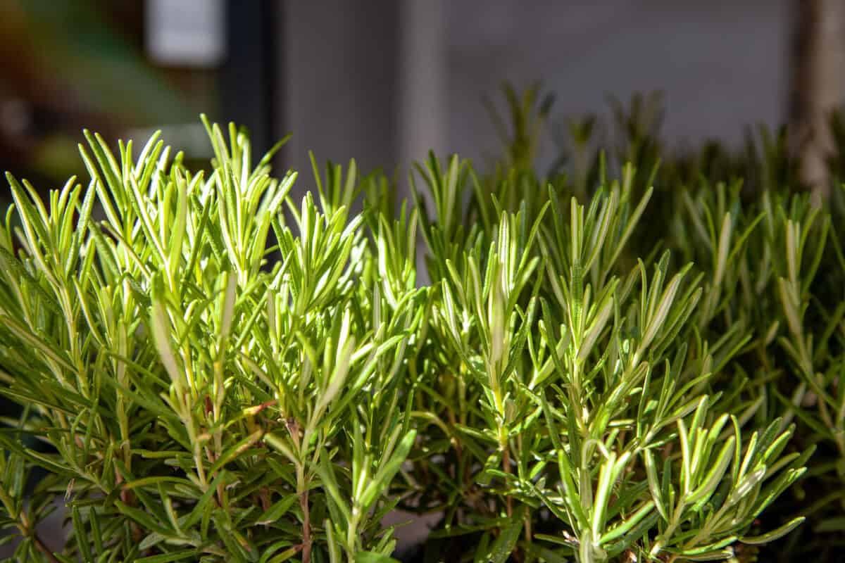 Rosemary Plants