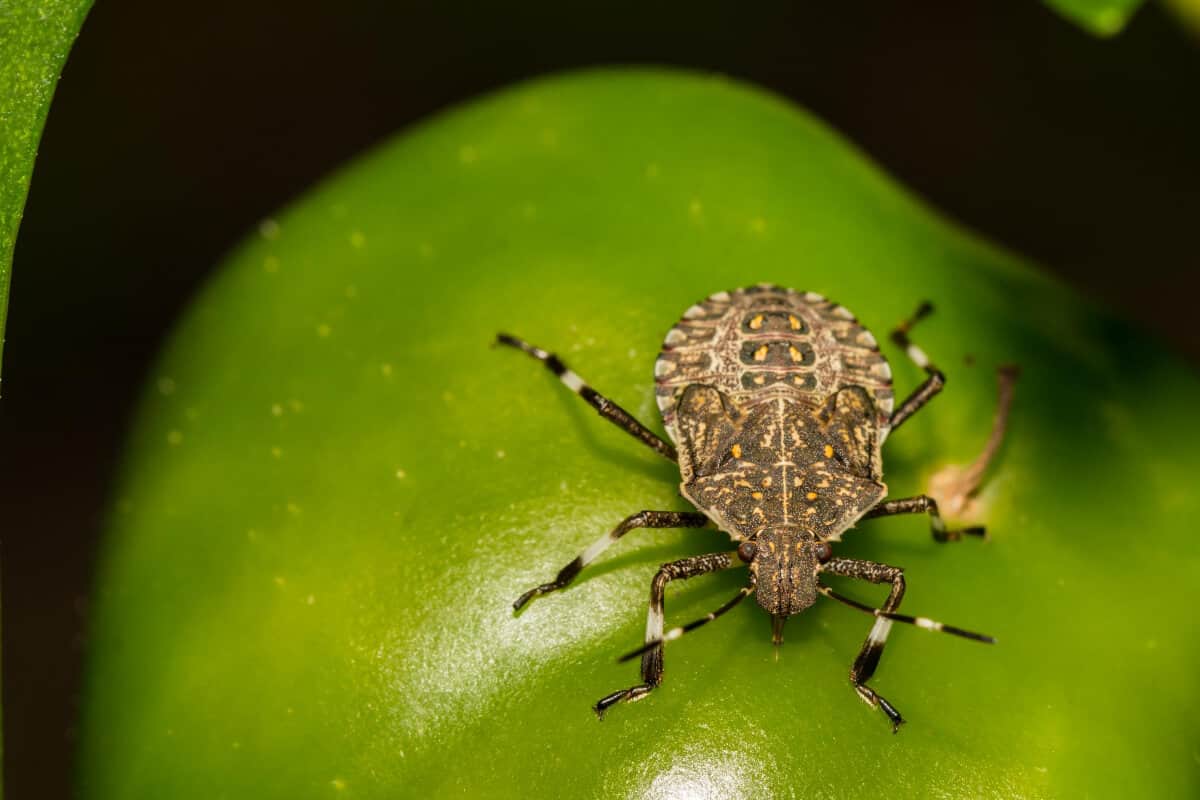 Rough Stink Bug