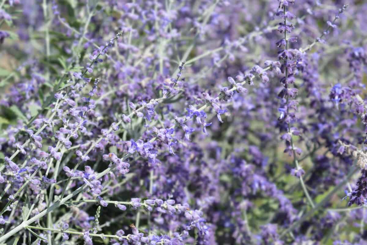 Russian Sage