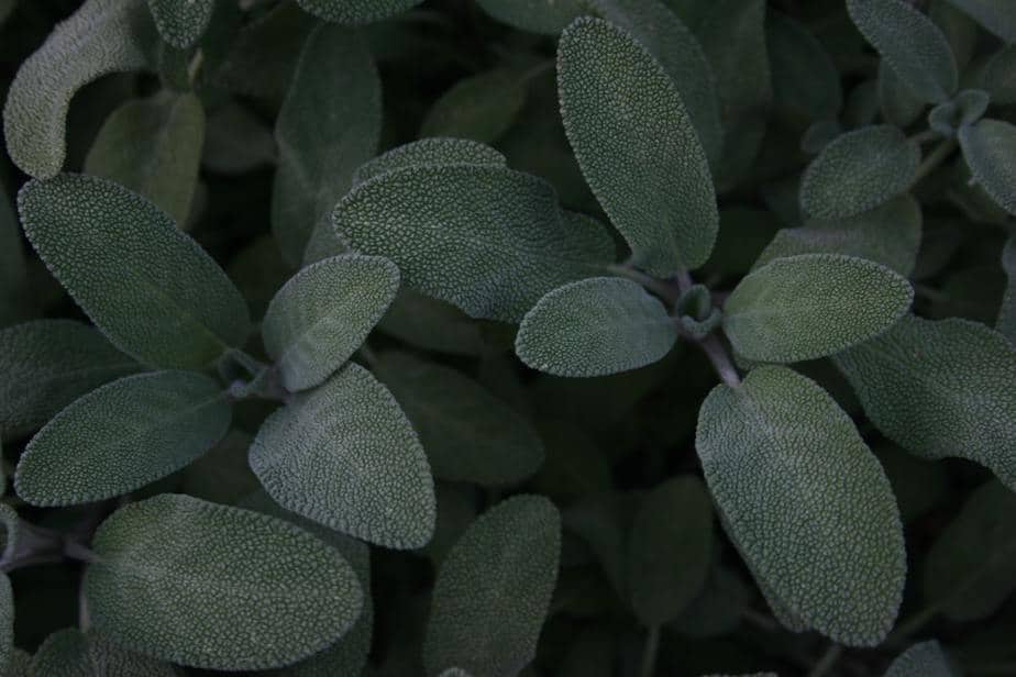 Sage Indoor Plants that Repel Mosquitoes