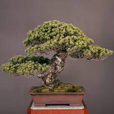 Sandai Shogun No Matsu - Most Expensive Bonsai Tree