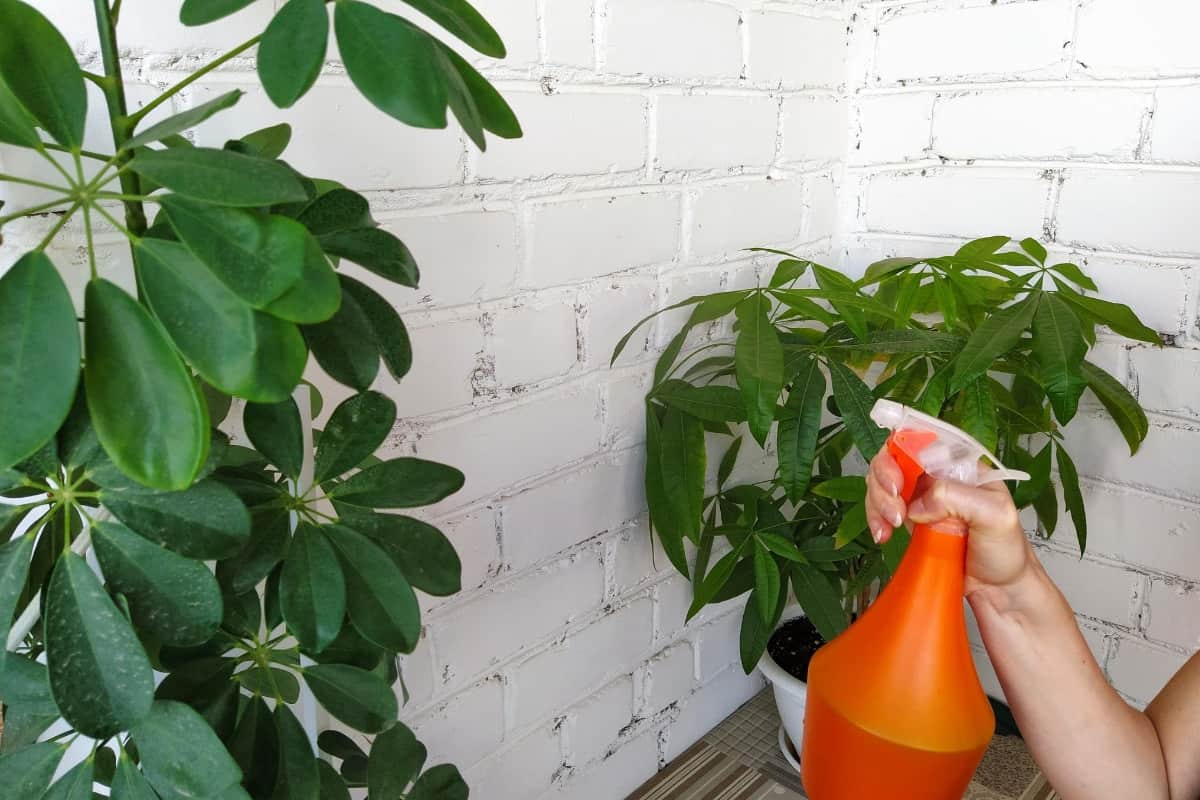 Spray Bottle on Plants