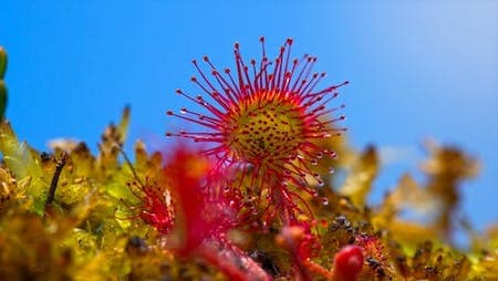 Sundew Carnivorous Houseplant