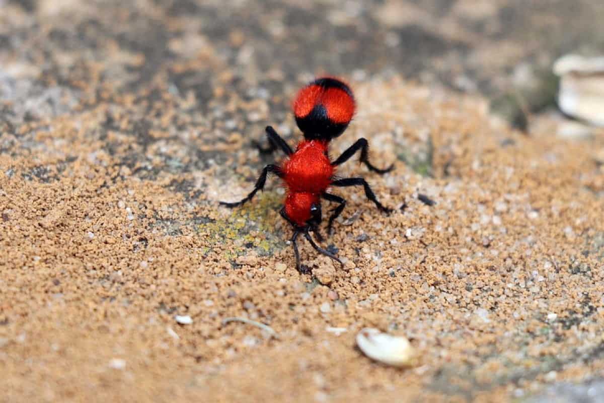 Velvet Ants