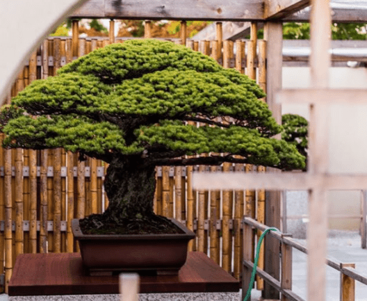 Yamaki Pine Bonsai Tree