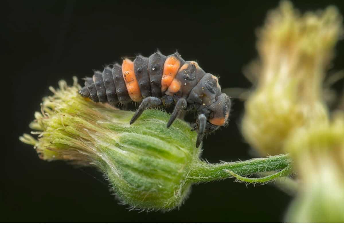 Young Ladybugs looks like Alligators