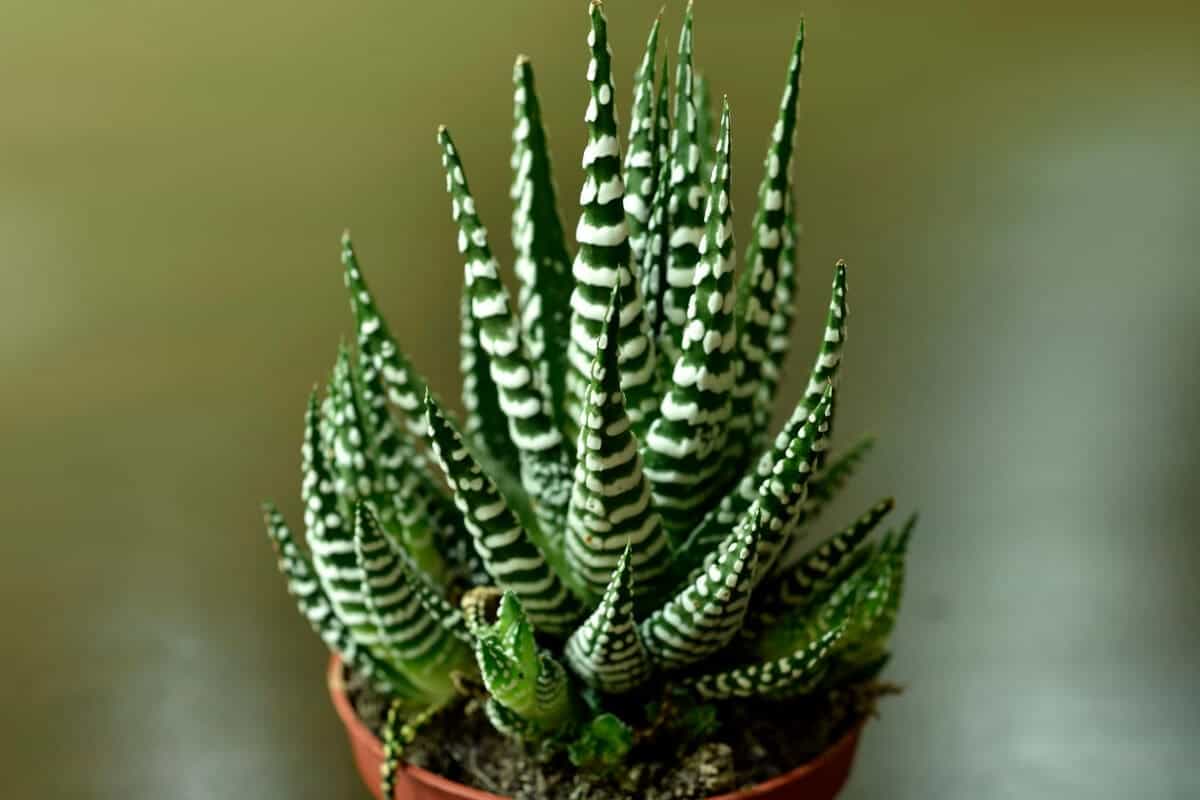 Zebra Plant