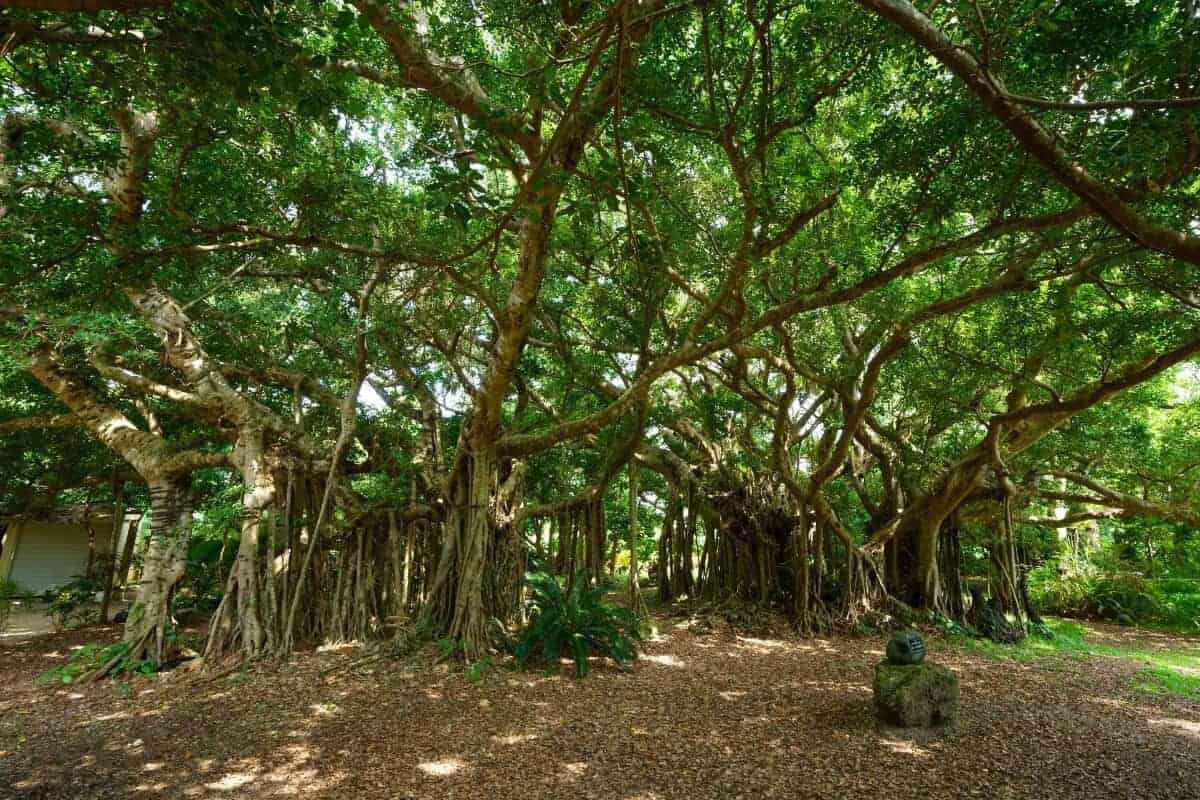 Banyan Tree