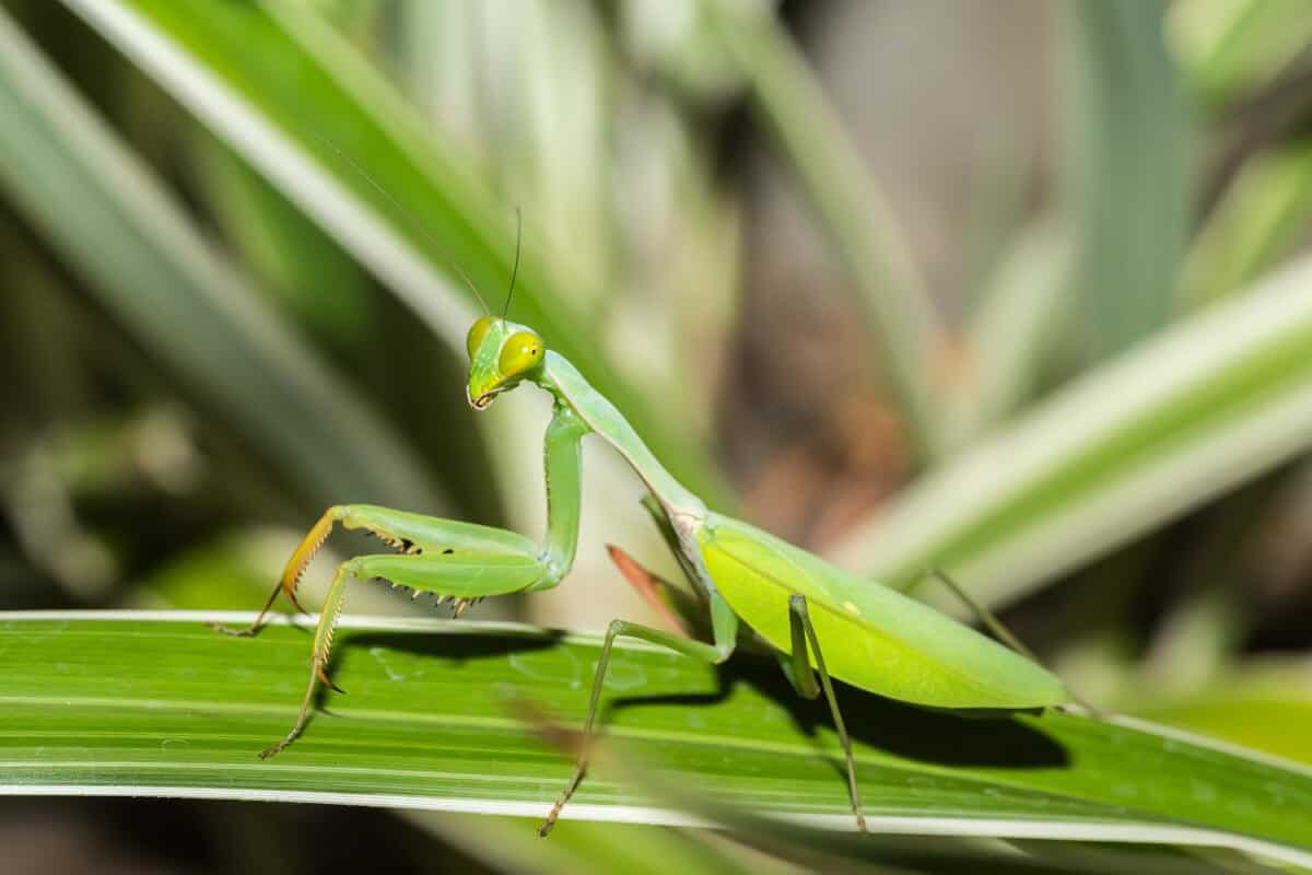 Beneficial Insects Mantis