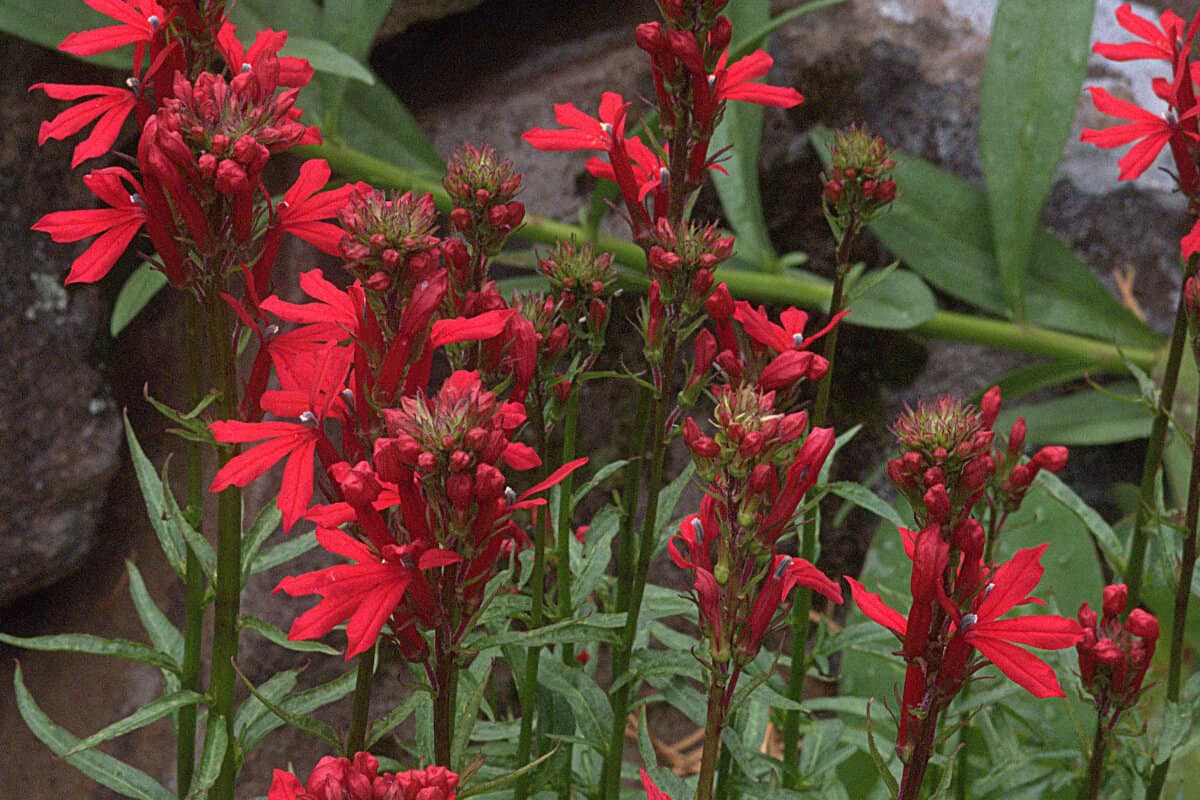 Cardinal Flower