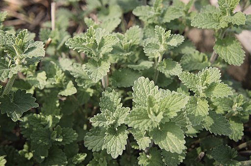 Catnip Indoor Plants that Repel Mosquitoes