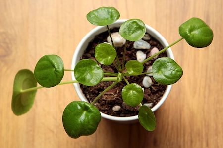 Chinese Money Plant Pilea Most Common and Popular Houseplant