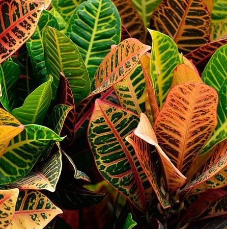 Croton Colorful Houseplant