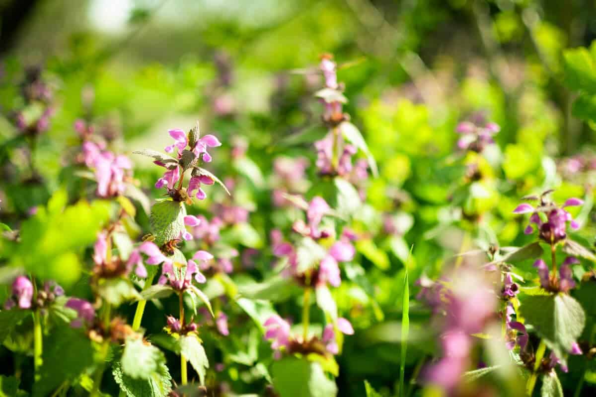 Dead Nettle