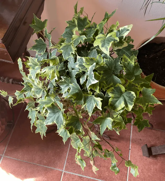 English Ivy Plant Best Indoor Plant