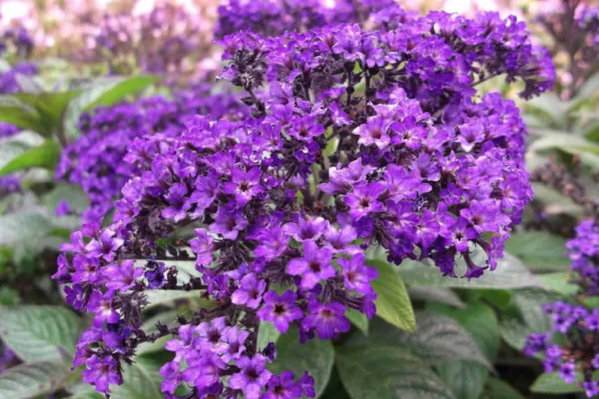 Heliotrope