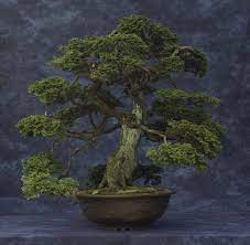 Hinoki Cypress Bonsai Tree