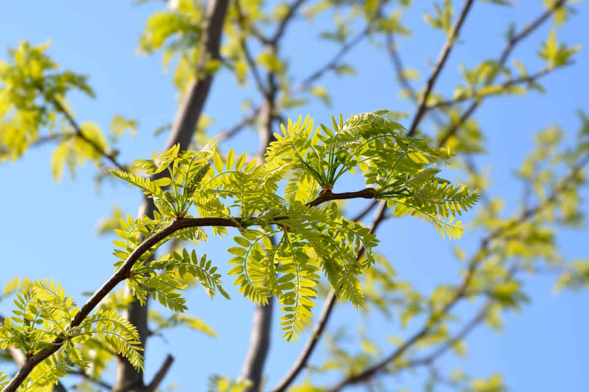 Honey Locust