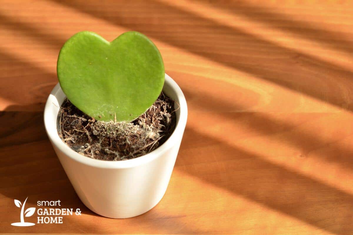 Hoya Hearts