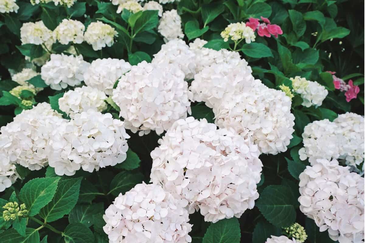 Hydrangea