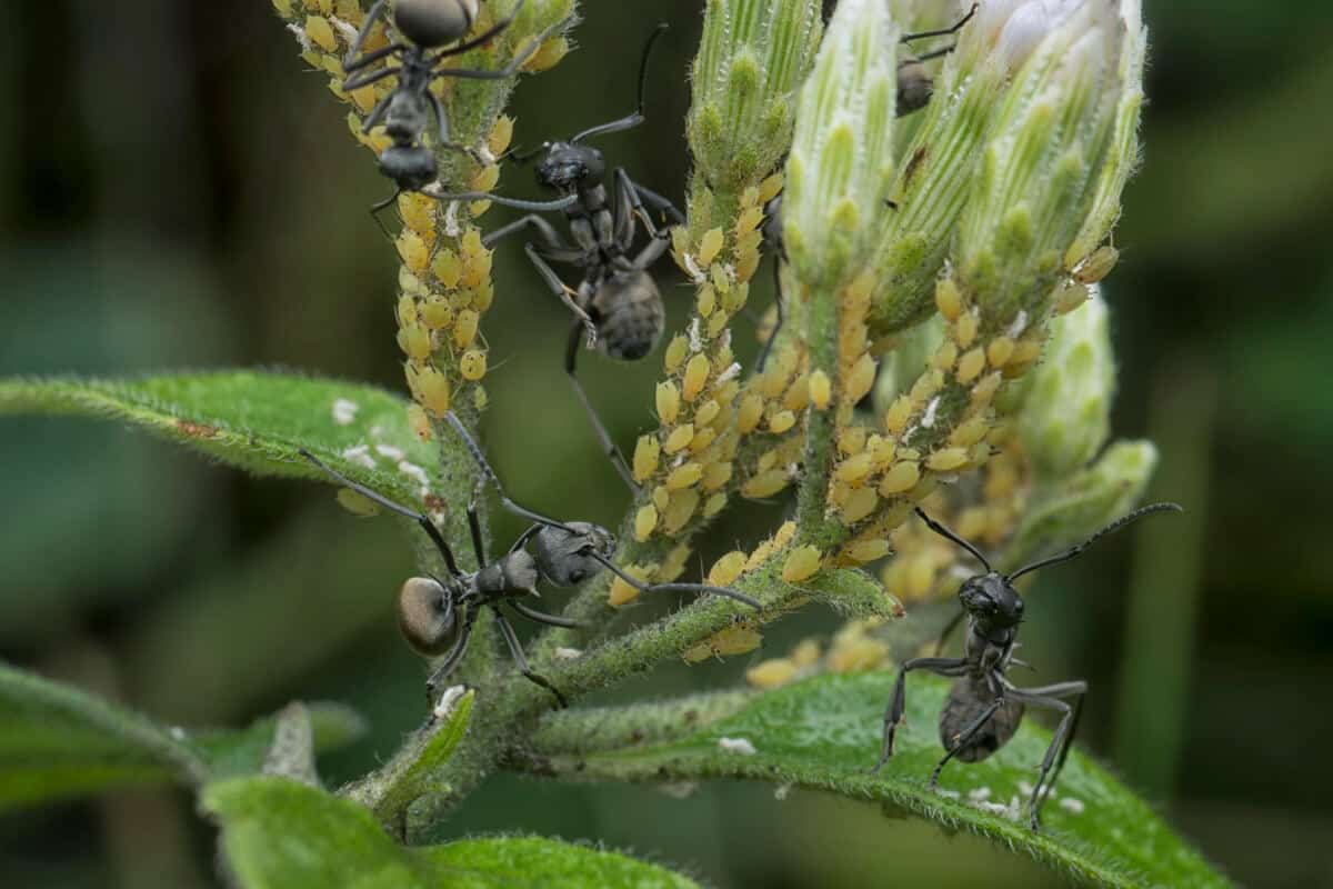 Get Rid of Aphids to Deter Ants