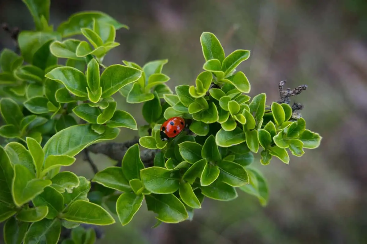 Ladybug on Plant