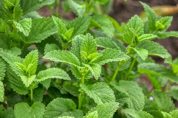 Lemon Balm Outdoor Plants That Repel Mosquitoes