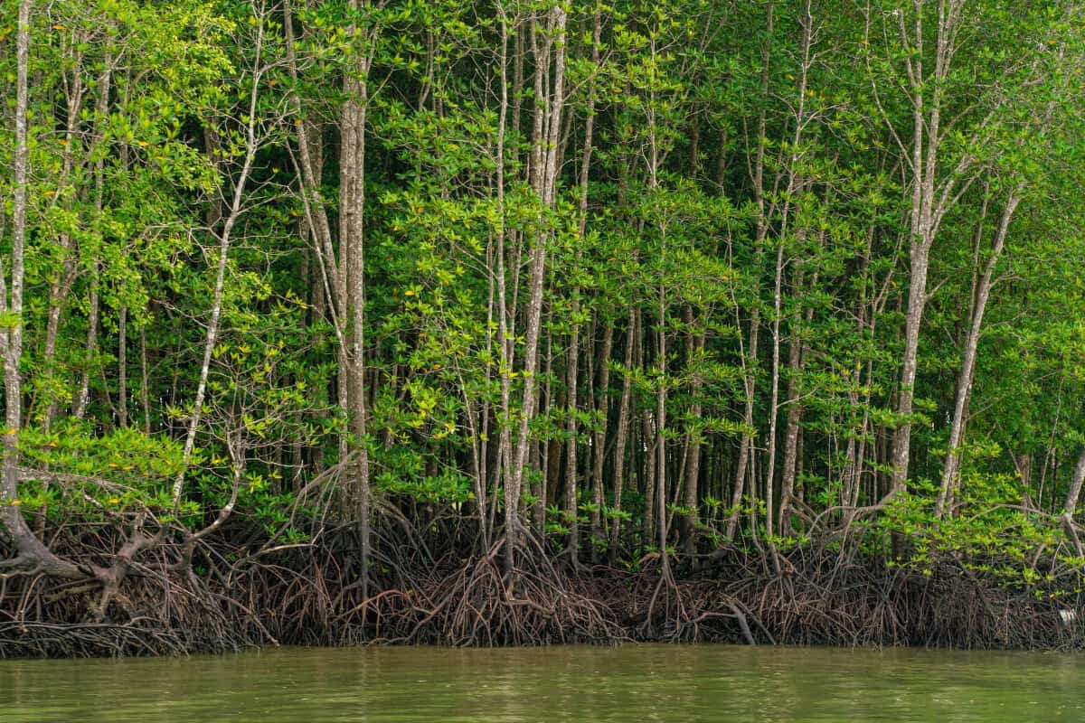 Mangrove Tree