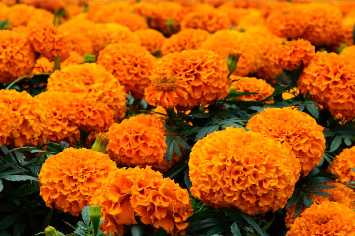 Marigold Plants