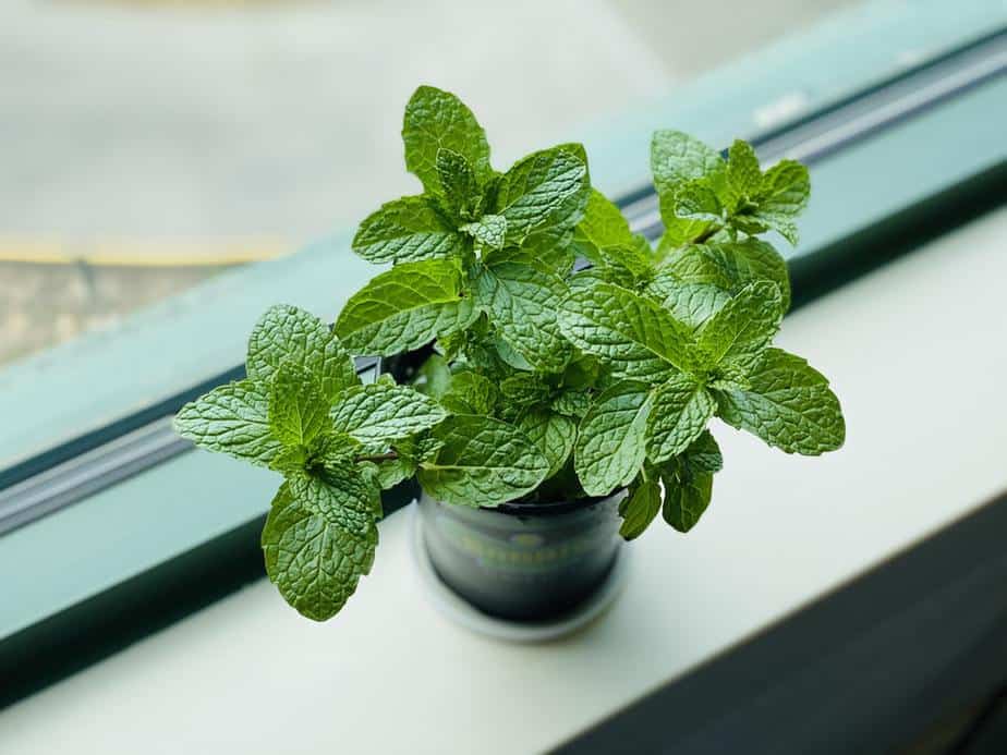 Mint Plants That Repel Flies