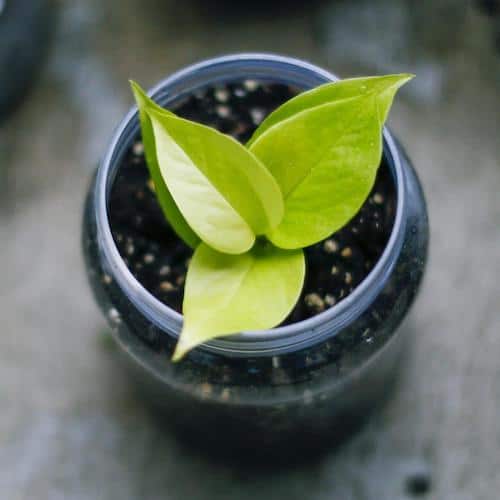 Neon Pothos Variety