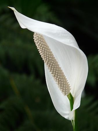 Peace Lily Poisonous Houseplant