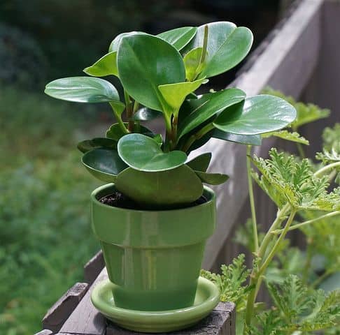 Peperomia Plant For Offices With No Windows