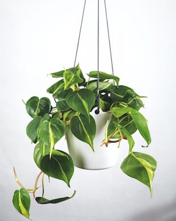Philodendron Low-Light Houseplant