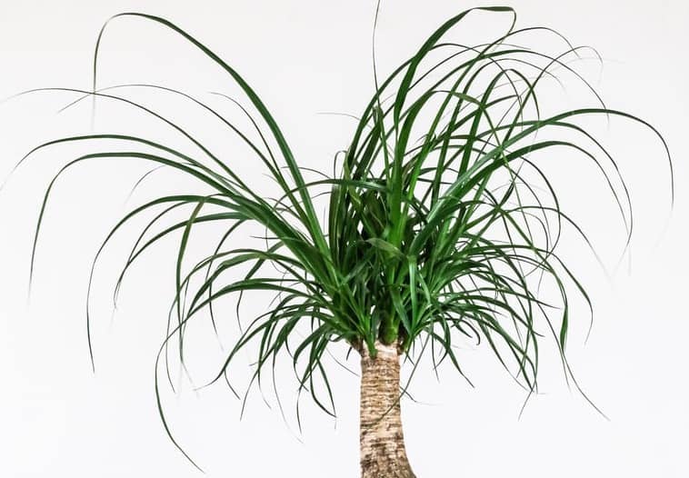 Ponytail Palm Best Window Plant