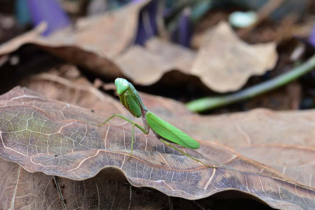 Praying Mantis