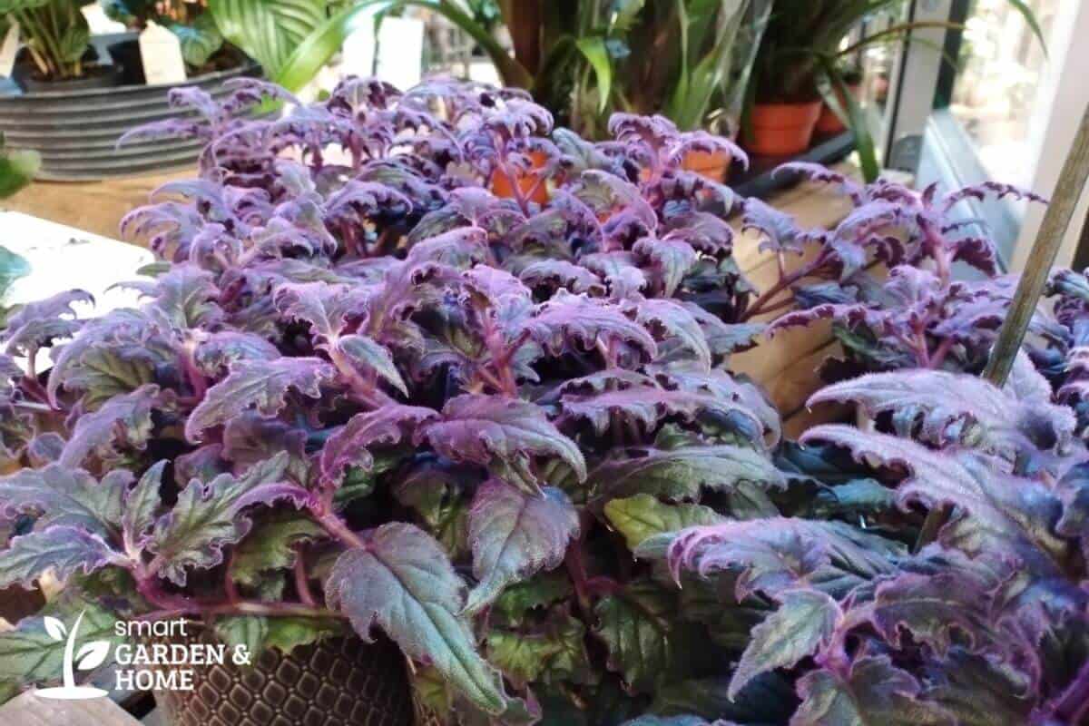 Purple Velvet Plant