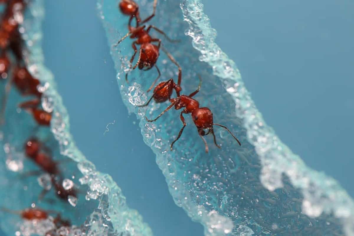 Red Harvester Ants