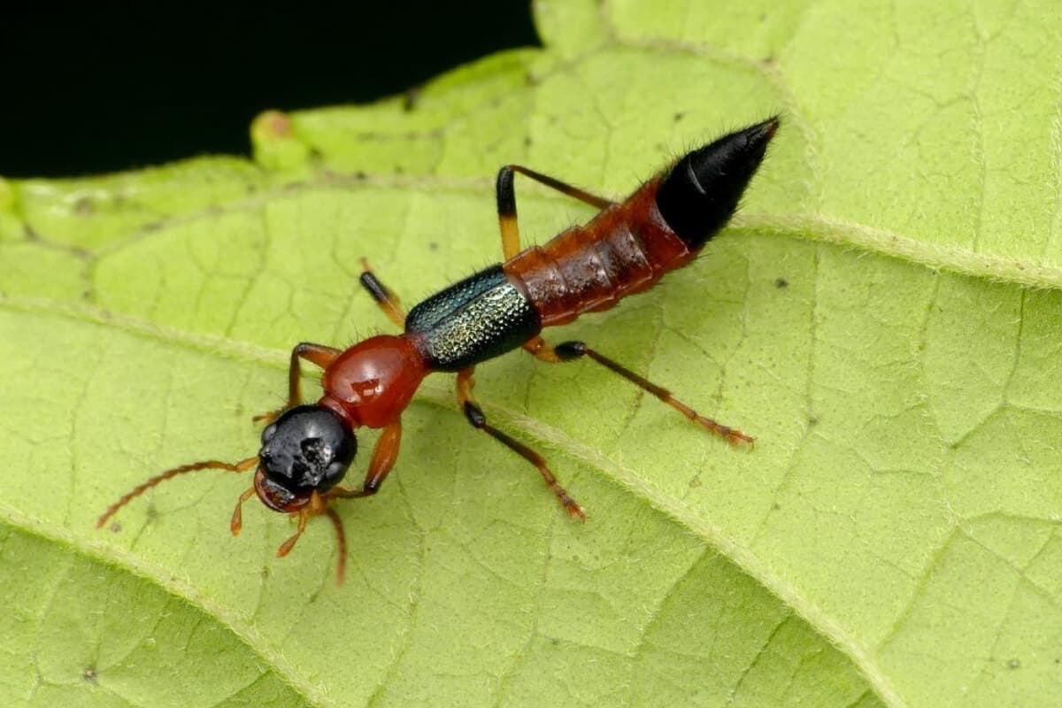 Rove Beetle