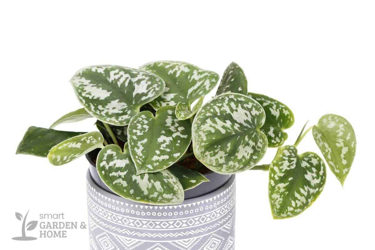 A satin pothos plant with heart-shaped, dark green leaves featuring white-silver variegation.