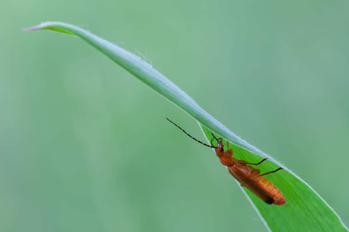 Soldier Beetle