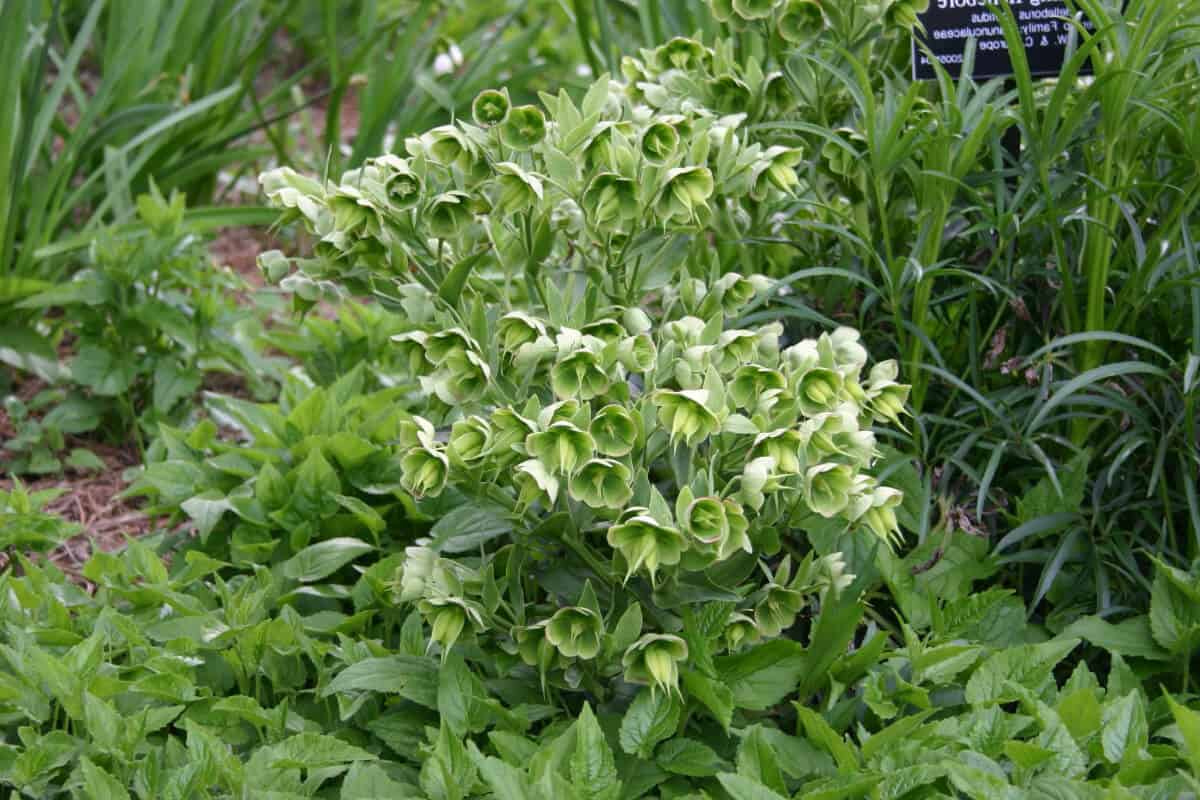 Stinking Hellebore