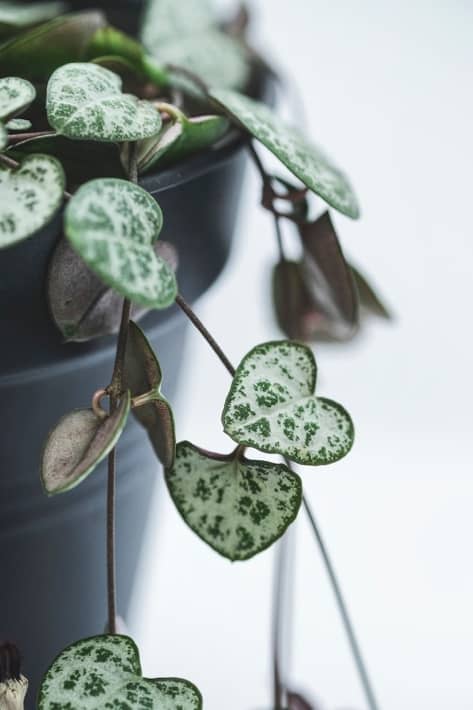 String of Hearts Plant Indoor Climbing Plant