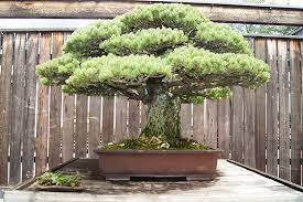 Yamaki Pine - Most Expensive Bonsai Tree