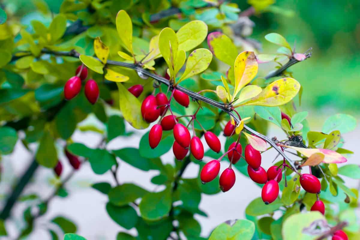 Barberry