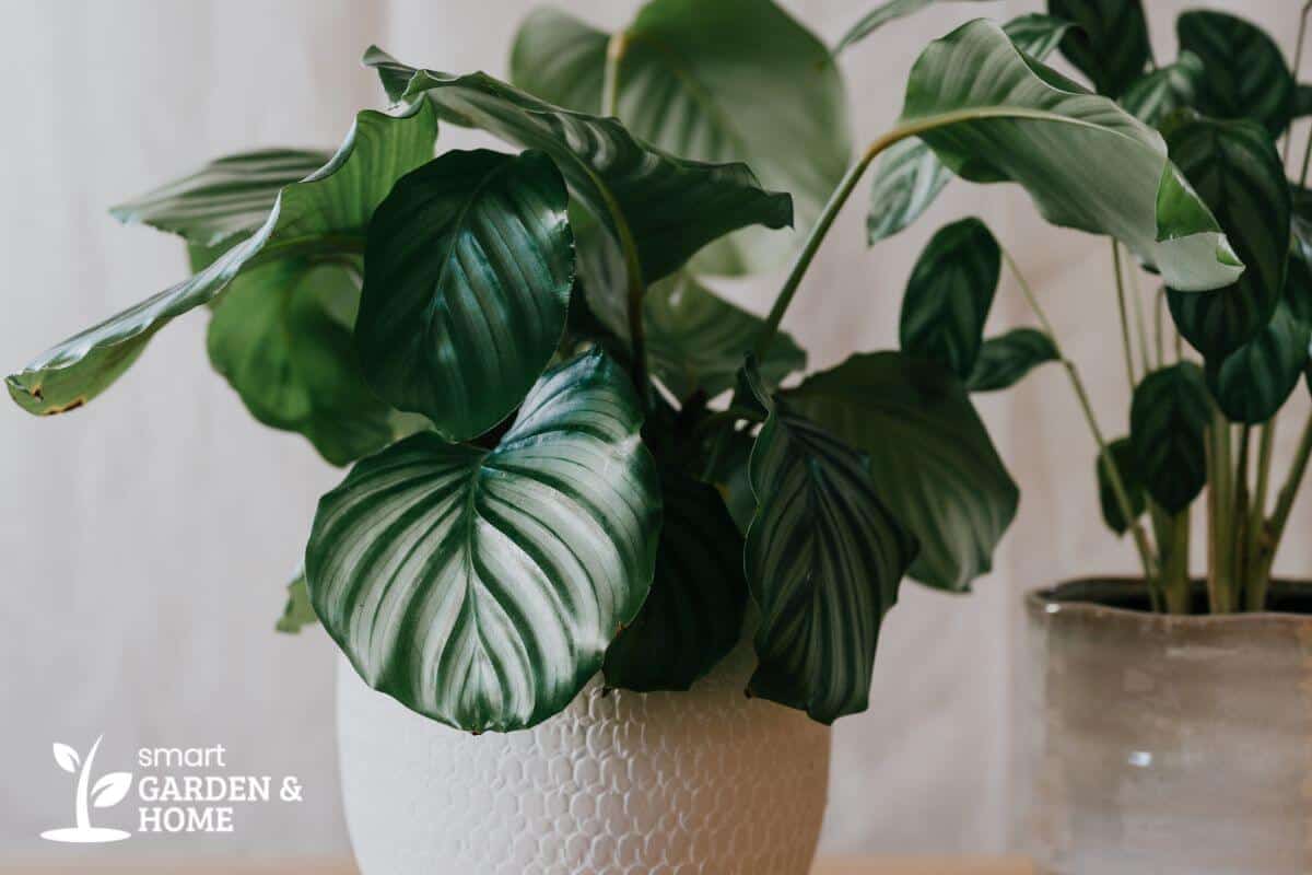 Two potted Calathea orbifolia plants with large, glossy, dark green and white leaves.