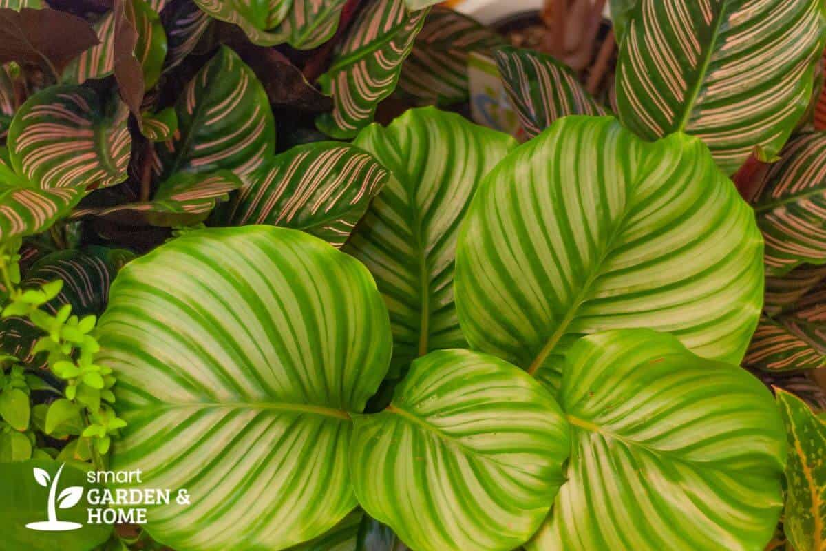 Calathea Pinstripe