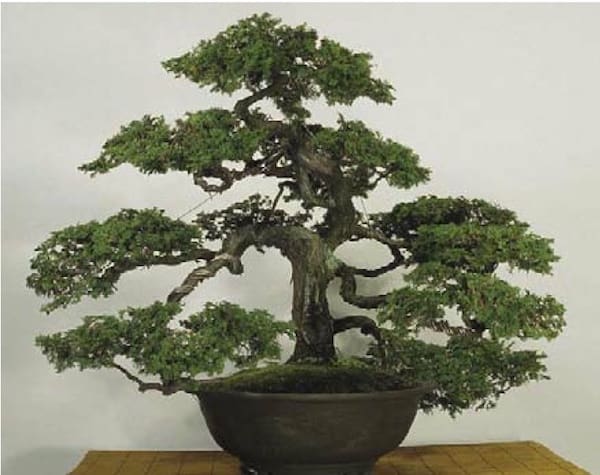 Chabo Hiba Cypress Bonsai Tree